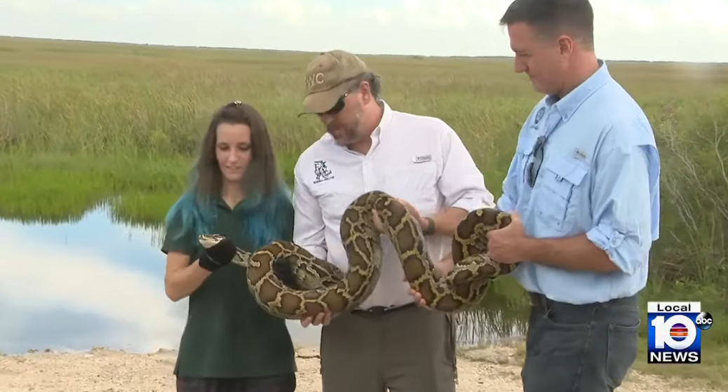 Hundreds Gather In Florida To Hunt Invasive Pythons Joe.My.God.